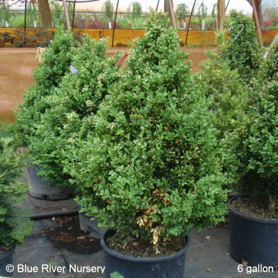 Buxus hybrid ‘Green Mountain’