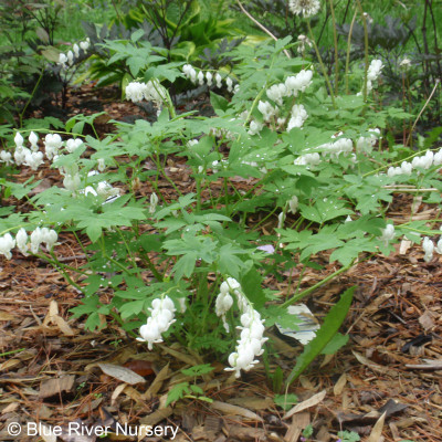 Dicentra spectabilis ‘Alba’