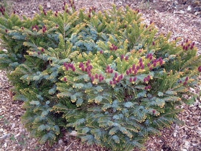 Picea bicolor ‘Howell’s Dwarf Tiger Tail’