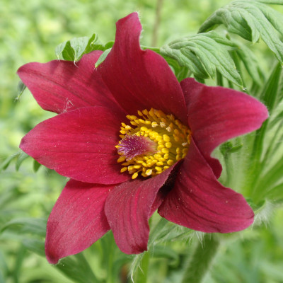 Pulsatilla vulgaris ‘Rubra’