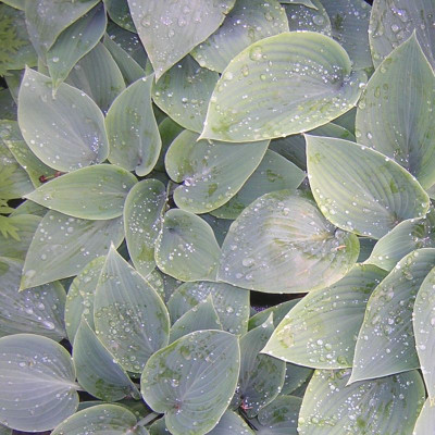 Hosta ‘Halcyon’