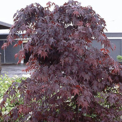 Acer palmatum ‘Moonfire’