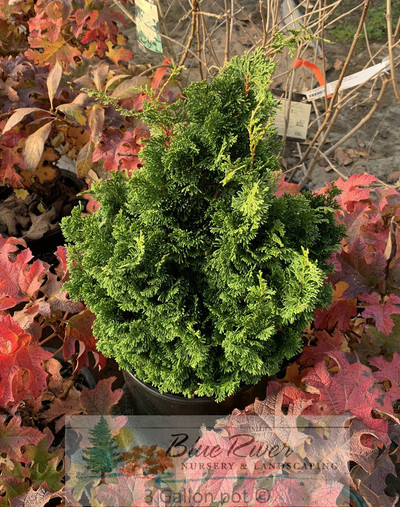 Chamaecyparis obtusa ‘Spiralis'