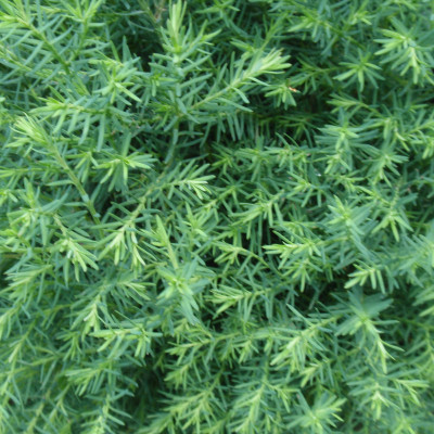 Chamaecyparis thyoides 'Heatherbun'