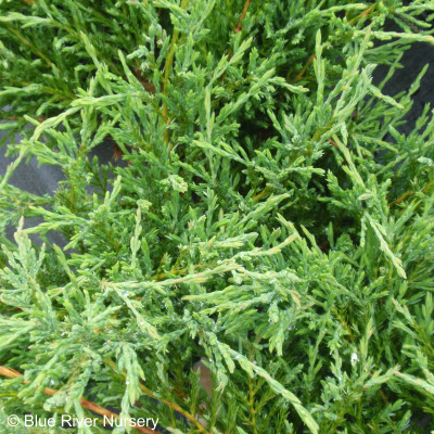 Juniperus horizontalis ‘Compacta’