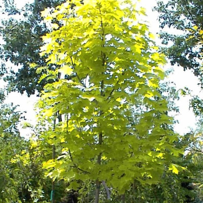 Acer platanoides ‘Princeton Gold’