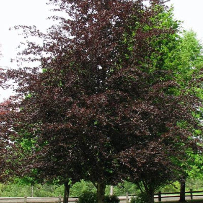 Photo courtesy of J. Frank Schmidt & Sons Co.