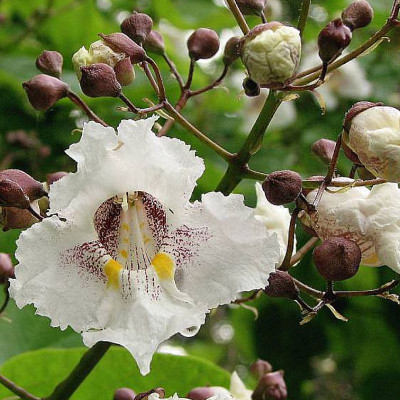 Catalpa speciosa