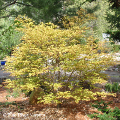 Acer palmatum 'Katsura'