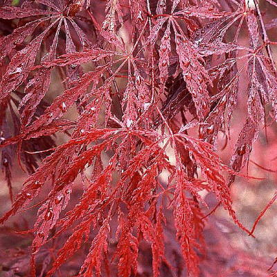 Acer palmatum 'Tamukeyama' 1