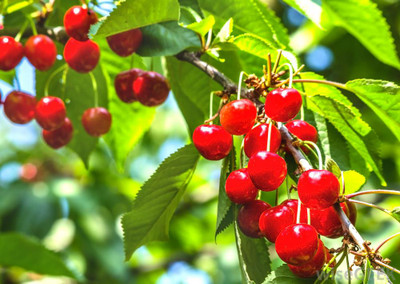 Prunus cerasus 'Montmorency'