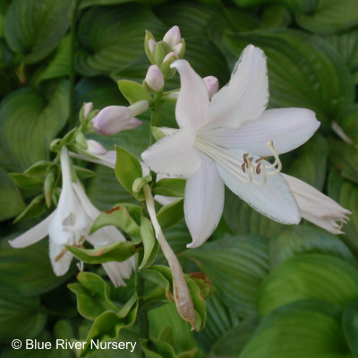 Hosta 'Guacamole'