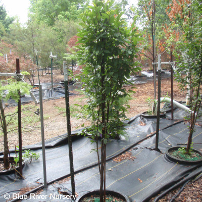 Carpinus betulus ‘Fastigiata’