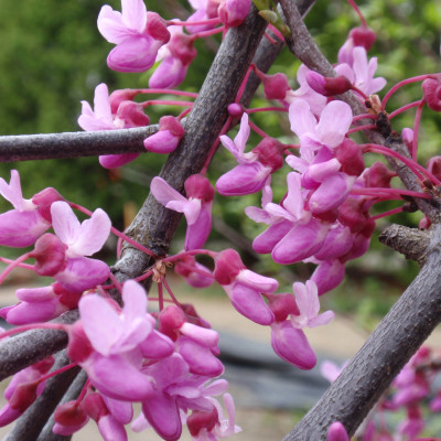 Cercis canadensis ‘Covey’