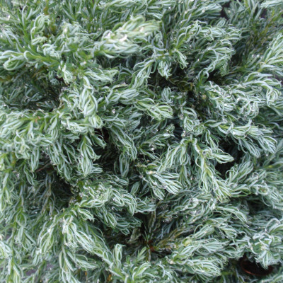 Chamaecyparis pisifera ‘Boulevard’