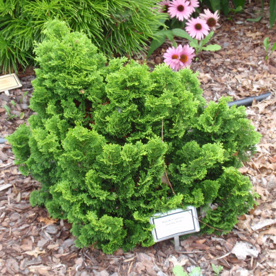 Chamaecyparis obtusa ‘Dainty Doll’