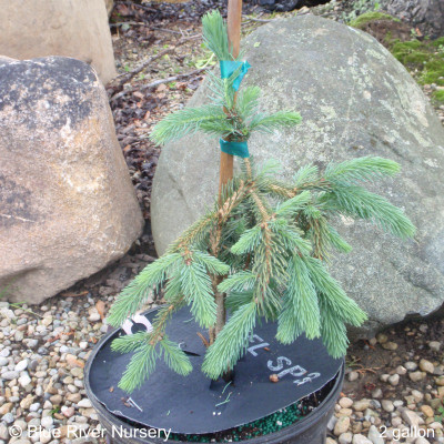 Picea glauca 'Pendula'