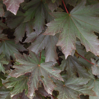 Acer platanoides 'Crimson Sentry'