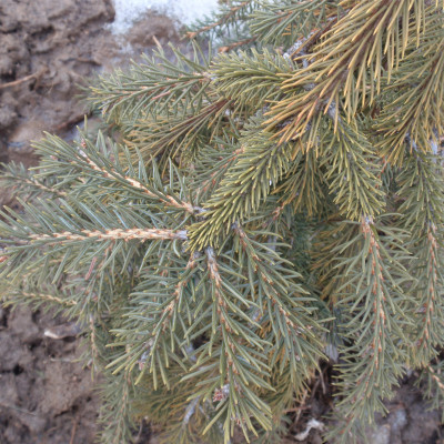Picea engelmannii ‘Bush's Lace’
