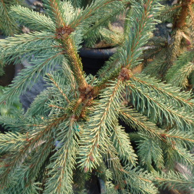 Picea abies ‘Upright Weeping Norway’