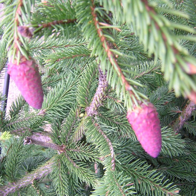 Picea abies ‘Acrocona’