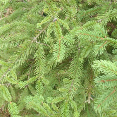 Picea abies