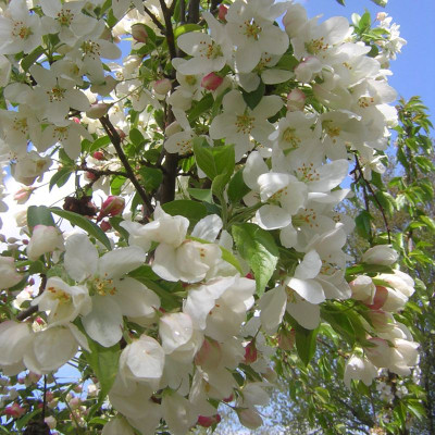 Malus 'Sugartyme'