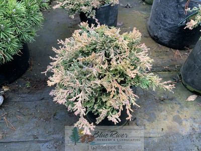 Juniperus horizontalis 'Mother Lode'