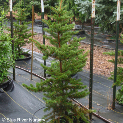 Picea polita