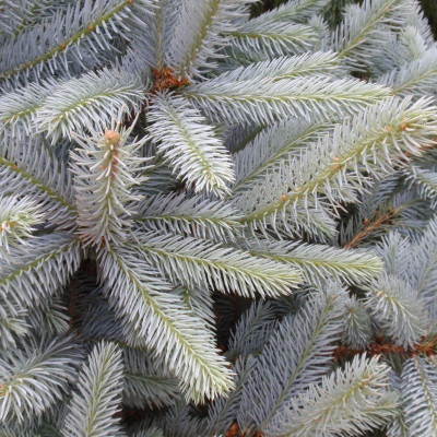 Picea pungens 'Fat Albert'