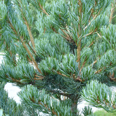 Pinus parviflora 'Watnong'