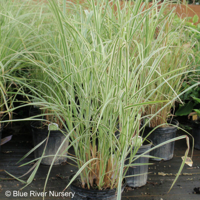 Miscanthus sinensis 'Variegatus'