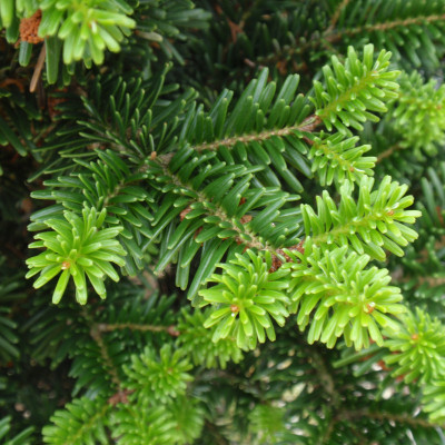 Abies alba 'Pyramidalis'