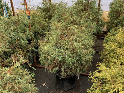 Chamaecyparis pisifera filifera 'Sungold'