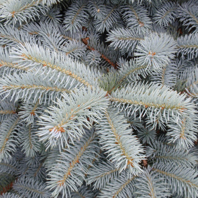 Picea pungens 'Montgomery'