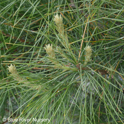 Pinus strobus