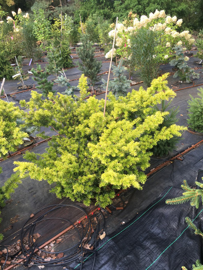 Taxus 'Watnong Gold'