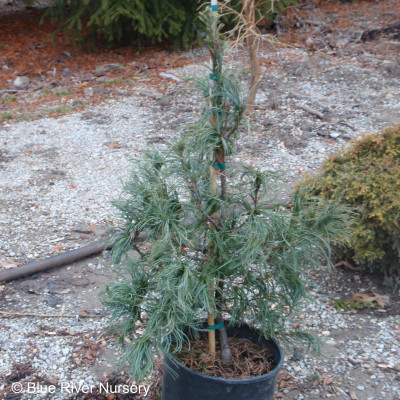 Pinus strobus 'Contorta'