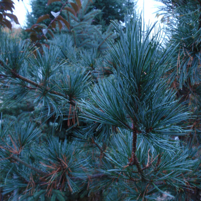 Pinus koraiensis