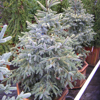 Picea mariana 'Aureovariegata'