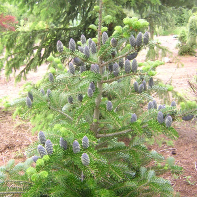 Abies koreana 'Aurea'
