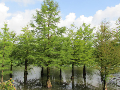 Taxodium distichum