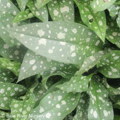 Pulmonaria 'Trevi Fountain'