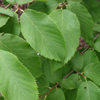 Ostrya virginiana