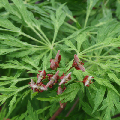 Acer japonicum 'Green Cascade'
