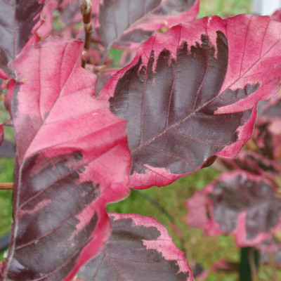 Fagus sylvatica ‘Roseomarginata’
