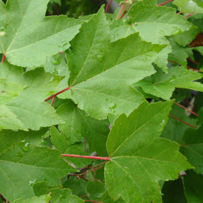 Acer rubrum 'October Glory'