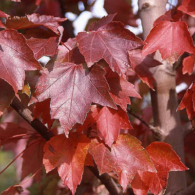 Acer rubrum 'Brandywine'