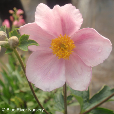 Anemone x Pamina