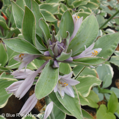 Hosta 'Sagae'